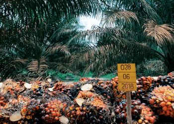 Dua Anak Perusahan ANJ Raih Sertifikasi RSPO