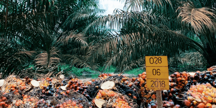 Dua Anak Perusahan ANJ Raih Sertifikasi RSPO