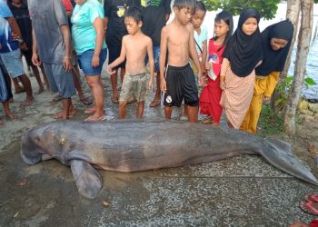 Ikan Duyung Terdampar di Pantai WTC