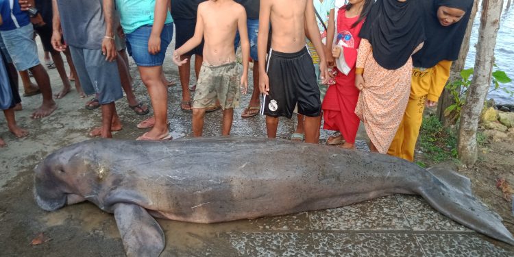 Ikan Duyung Terdampar di Pantai WTC