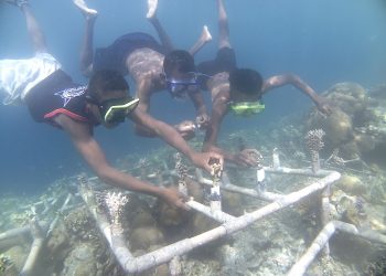 Replantasi Terumbu Karang di Yensawai Berhasil