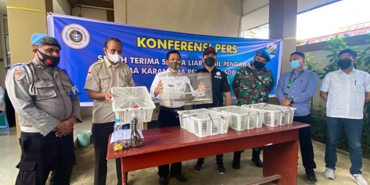 15 Ular Sanca Hijau Gagal Diselundupkan