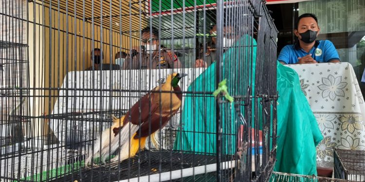 ABK Diduga Terlibat Penyelundupan Satwa Liar