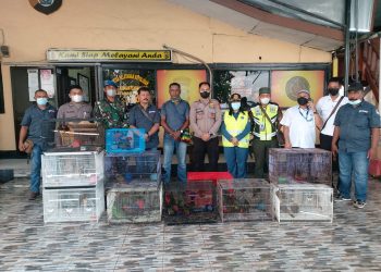Penyelundupan Cendrawasih Hidup Digagalkan