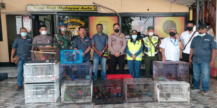 Penyelundupan Cendrawasih Hidup Digagalkan