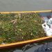 Amankan Speed Boat Muatan Pinang dan Ganja