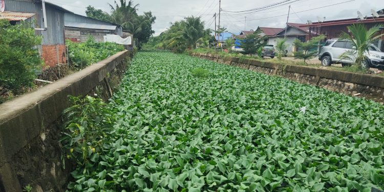 Tanaman Liar dan Sampah Salah Satu Penyebab Banjir
