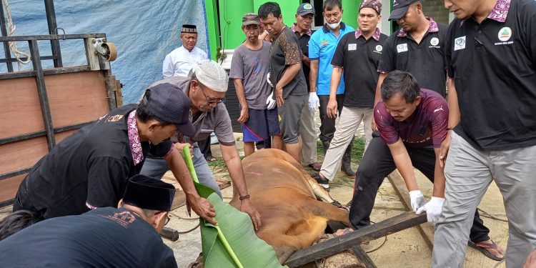 Ikaswara Qurban 42 Ekor Sapi dan 2 Ekor Kambing