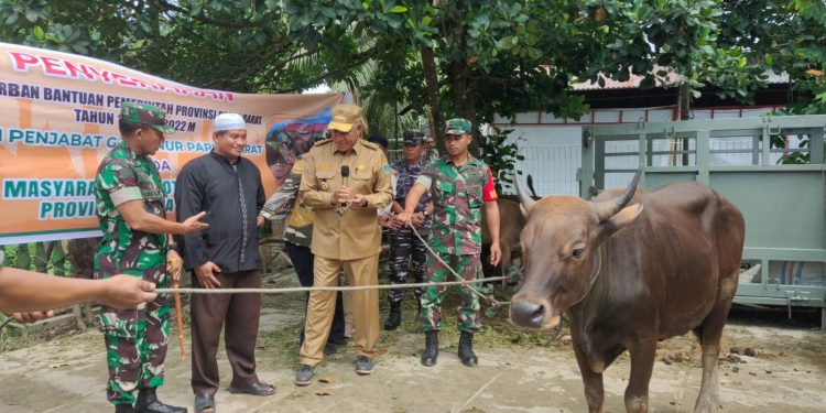 Berat Sapi Bantuan Presiden 1.04 Ton