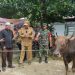 Berat Sapi Bantuan Presiden 1.04 Ton