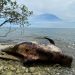 Paus Mati di Perairan Misool Utara Raja Ampat