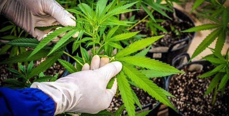 Pakai dan Jual Ganja JS Divonis 5 Tahun