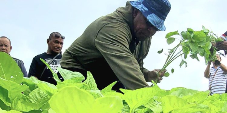 Lahan Percontohan Susweni Sudah Bisa Dipanen