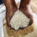 RI Impor 326.000 Ton Beras, Mayoritas buat Pakan Ternak