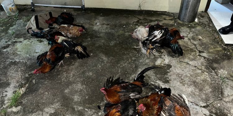 Diduga Terlibat Judi Sabung Ayam, 7 Pelaku Diamankan