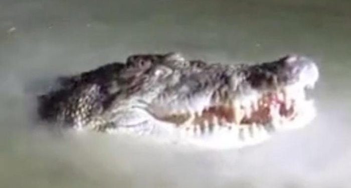 Buaya 4 Meter Muncul di Sungai Konaweha