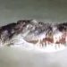 Buaya 4 Meter Muncul di Sungai Konaweha