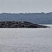 Muncul ‘Pulau’ di Tanimbar Usai Gempa, Warga Mengungsi