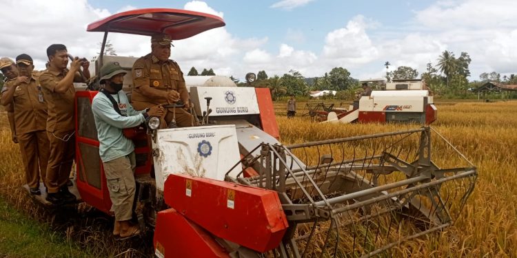 Waterpauw : Panen Raya Bentuk Antisipasi Krisis Pangan