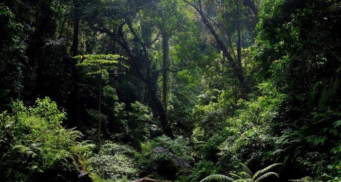 Pemanfaatan Hasil Hutan Bukan Kayu Program Unggulan Dinas Kehutanan Provinsi Papua Barat Daya