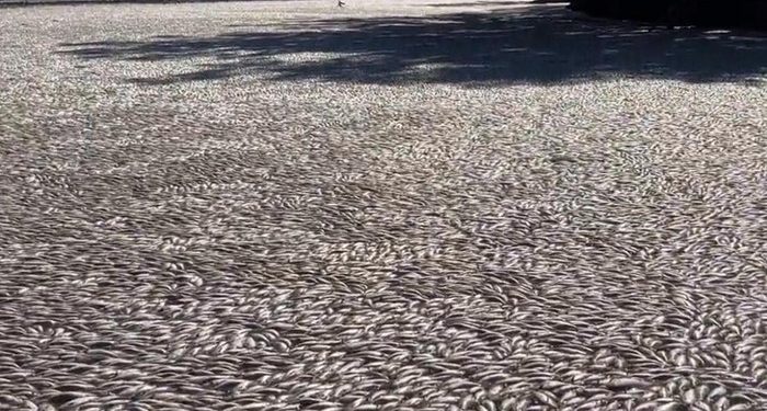 Mengerikan! Jutaan Ikan Mati Mengambang di Sungai Australia