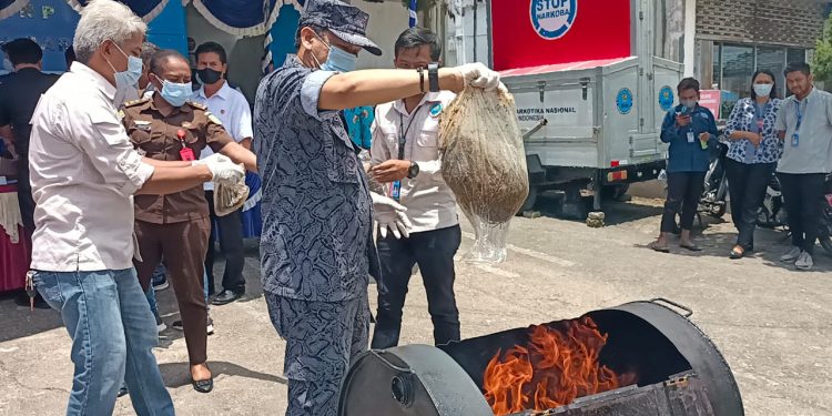 Barang Bukti 8 Kg Ganja Dimusnahkan