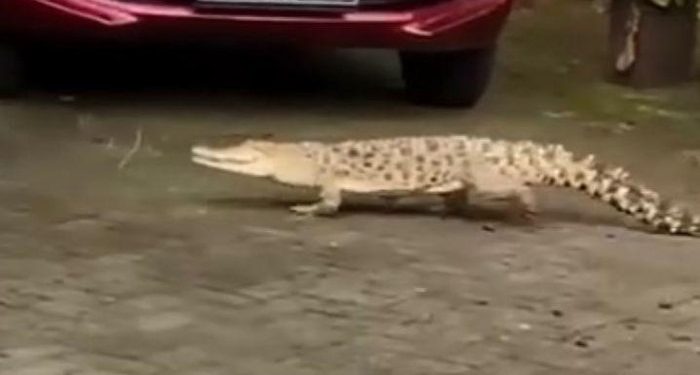 Ngeri ! Buaya 2 Meter Masuk di SMP Angkasa Lanud Hasanuddin Maros
