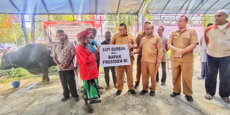 Presiden Jokowi Sumbang 1 Ekor Sapi Bobot 800Kg Untuk Warga Kokoda