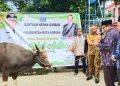 Idul Adha, Pemkot Sumbang 30 Ekor Sapi Kurban