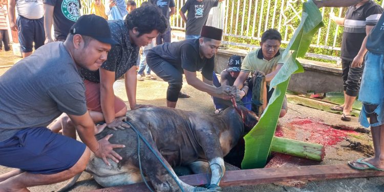 Pemotongan Hewan Kurban di Masjid Al Muizz Aimas Pupuk Kebersamaan Warga