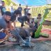 Pemotongan Hewan Kurban di Masjid Al Muizz Aimas Pupuk Kebersamaan Warga