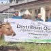 Idul Adha, PT Pegadaian Area Sorong Sembelih 13 Ekor Hewan Qurban