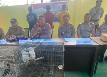 BKSDA -Ditpolairud Polda PB Gagalkan Penyelundupan 481 Satwa Dilindungi