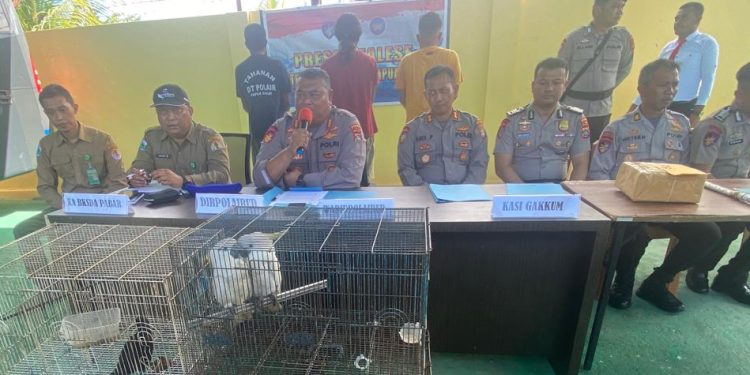 BKSDA -Ditpolairud Polda PB Gagalkan Penyelundupan 481 Satwa Dilindungi