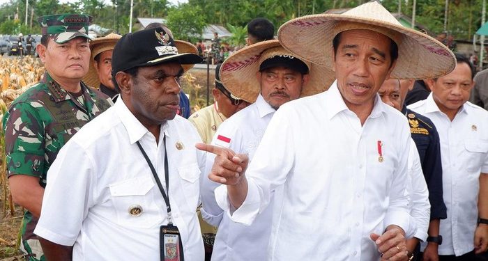 Girangnya Jokowi Panen Jagung di Papua
