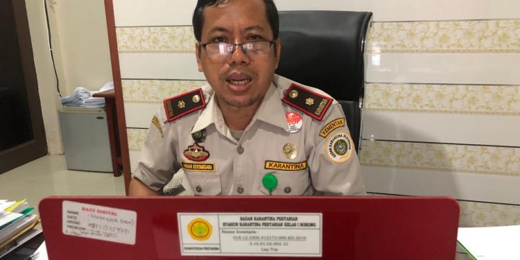 Stasiun Karantina Pertanian Gagalkan Penyelundupan Daging Babi Positif Virus Demam Babi (ASF)