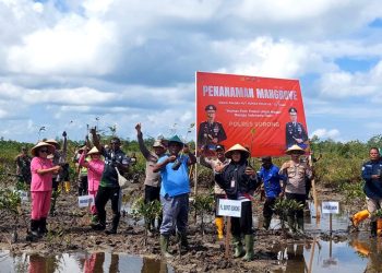 Tanam Bibit Mangrove Lestarikan Hutan Bakau Maibo