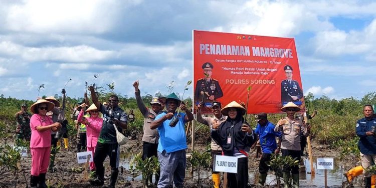 Tanam Bibit Mangrove Lestarikan Hutan Bakau Maibo