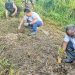 Peringati Hari Sumpah Pemuda, Disporaparekraf PBD Gelar Aksi Tanam Pohon