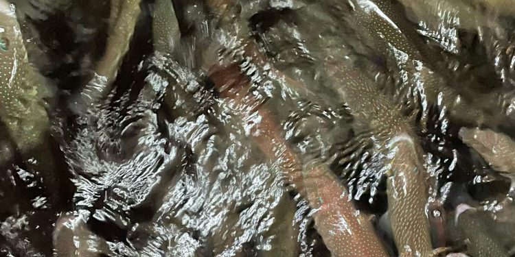 8.79 Ton Ikan Kerapu Hidup Diekspor ke Hongkong