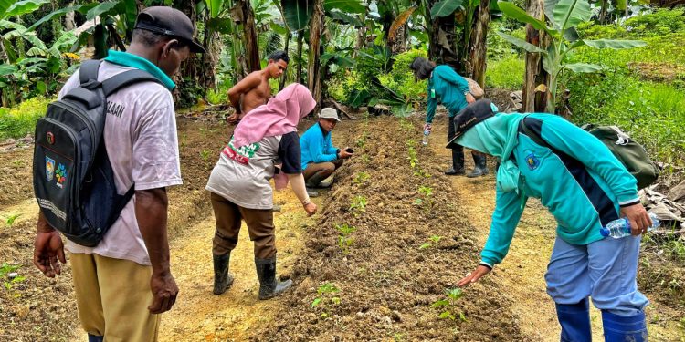 Perubahan Iklim, Kilang Kasim Dorong Ketahanan Pangan melalui Pertanian Berkelanjutan