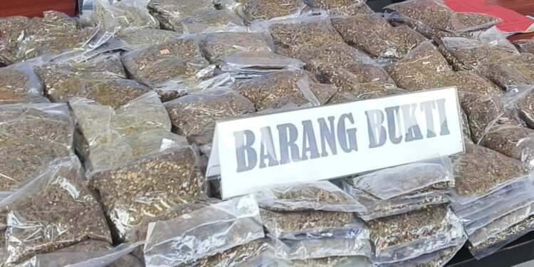 Polresta Sorong Kota Tangkap Pengedar Narkoba di Bandara DEO Sorong, BB Sebanyak 5 Kg Ganja Disita