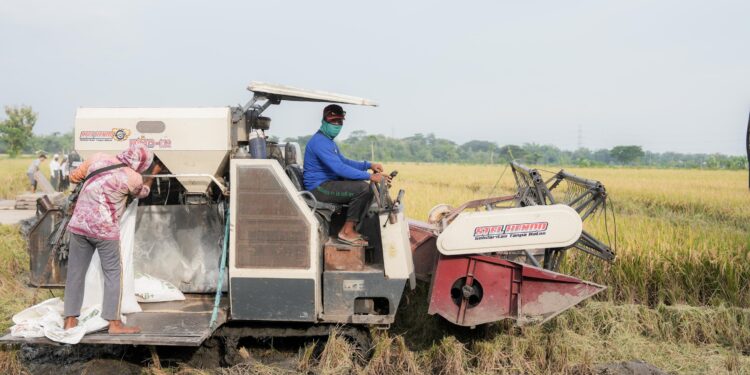 Berkah Ramadan ! Petani Tersenyum, Panen Raya Jelang Lebaran