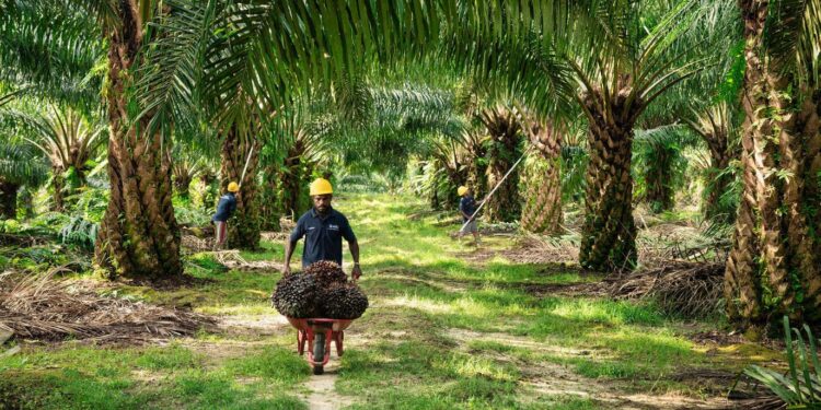 PT PPM Pastikan Kantongi Ijin Usaha Perkebunan Kelapa Sawit di Sorong Selatan