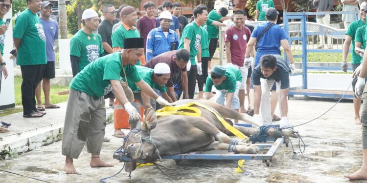 Silaturahmi, Pertamina RU VII Kasim Distribusi Hewan Kurban ke Masyarakat