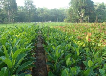 Kelola Kawasan Perhutanan Sosial Melalui Skema Agroforestri