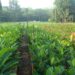 Kelola Kawasan Perhutanan Sosial Melalui Skema Agroforestri