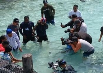4 Tahun, 57 Ekor Ikan Hiu Belimbing Dilepas di Laut Raja Ampat, Gubernur Terkagum-Kagum