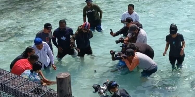 4 Tahun, 57 Ekor Ikan Hiu Belimbing Dilepas di Laut Raja Ampat, Gubernur Terkagum-Kagum