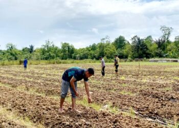 Dukung Ketahanan Pangan, Polda Papua Barat Daya Tanam Jagung Pipil